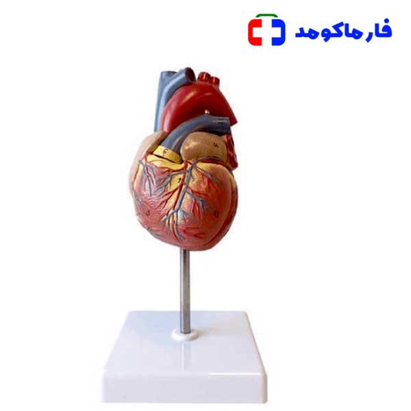 مولاژ قلب انسان اندازه طبیعی — تصویر ۲