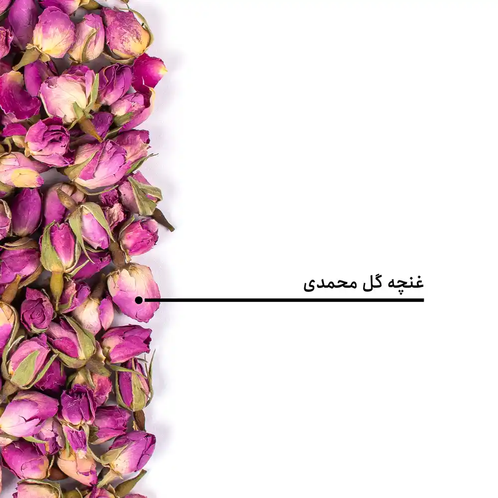 غنچه گل محمدی — تصویر ۸