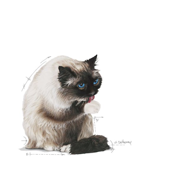 غذای خشک گربه رویال کنین هیربال ROYAL CANIN HAIRBALL CARE 10KG — تصویر ۸