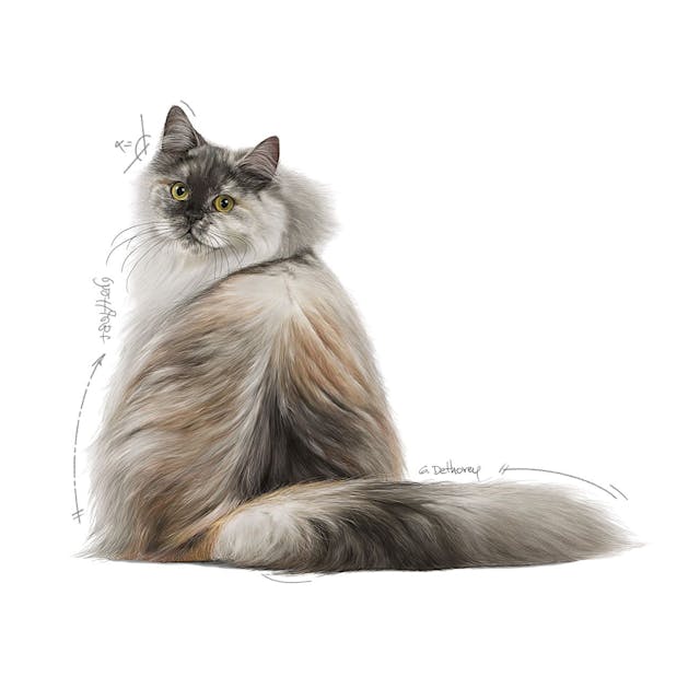 غذای خشک گربه رویال کنین هیر اند اسکین ROYAL CANIN HAIR AND SKIN 10KG — تصویر ۴