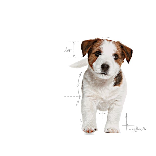 غذای خشک توله سگ رویال کنین مینی پاپی ROYAL CANIN MINI PUPPY 2KG (مخدوش) — تصویر ۶