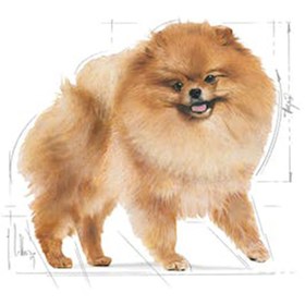 غذای خشک سگ رویال کنین پامرانین ادالت ROYAL CANIN POMERANIAN ADULT 3KG — تصویر ۴