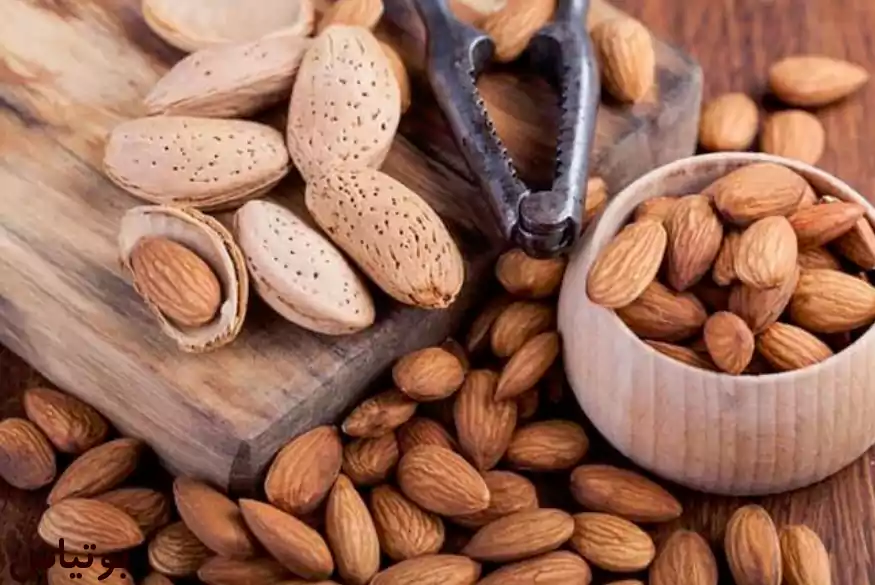 بادام کاغذی محلی درجه یک — تصویر ۵