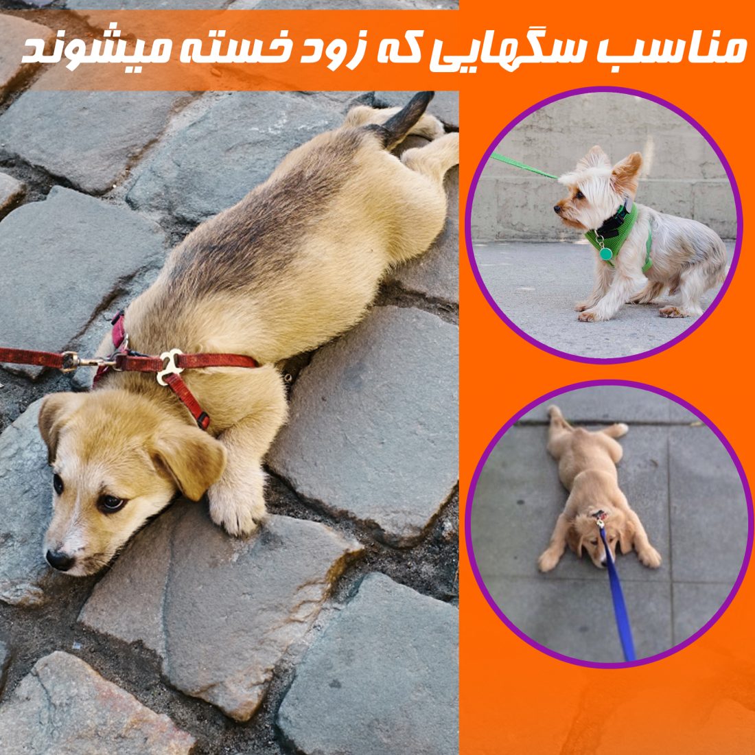 کیف حمل سگ و گربه نادیاهوم — تصویر ۵