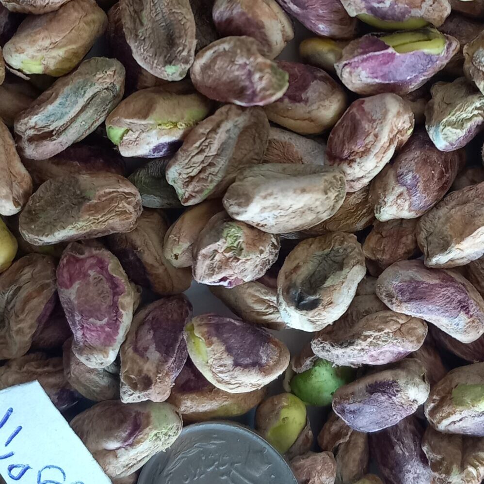 مغز پسته درشت — تصویر ۵