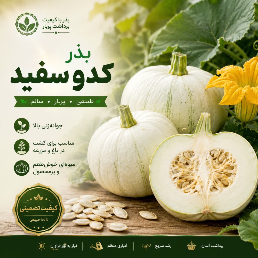 بذر کدو سفید — تصویر ۲