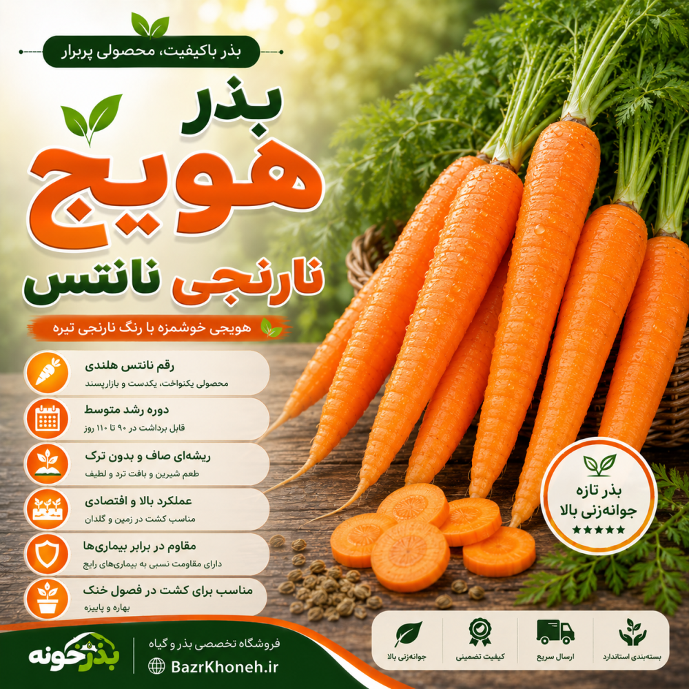 بذر هویج نارنجی نانتس — تصویر ۲