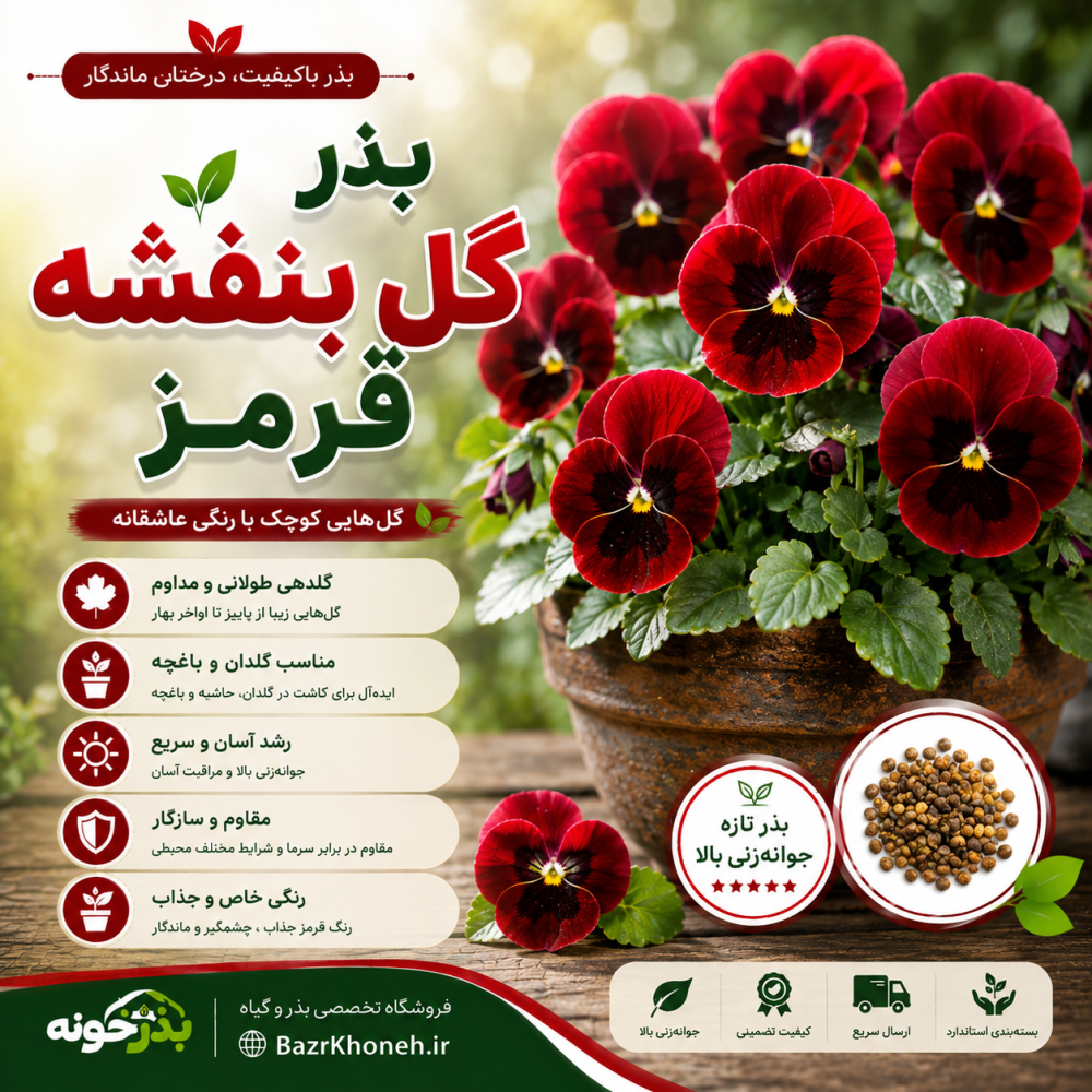 بذر گل بنفشه قرمز — تصویر ۲