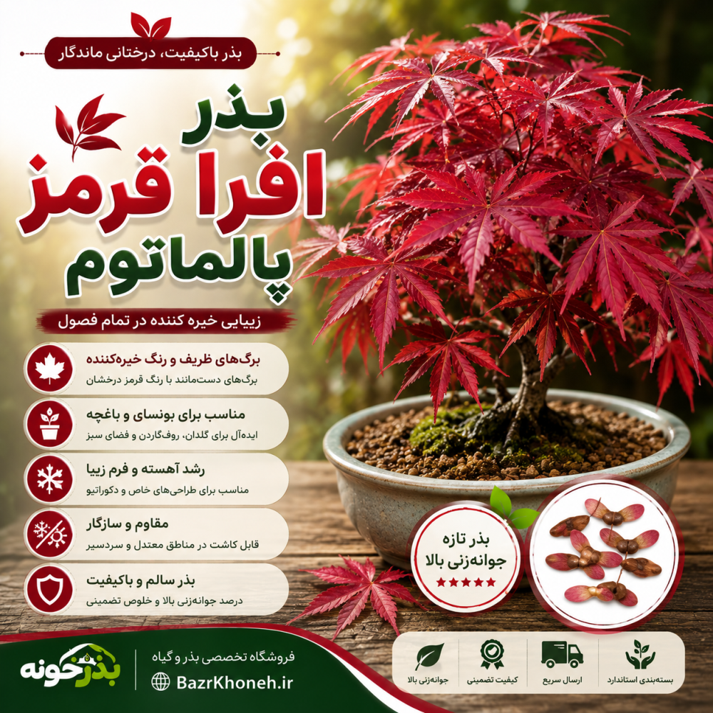 بذر افرا قرمز پالماتوم — تصویر ۲