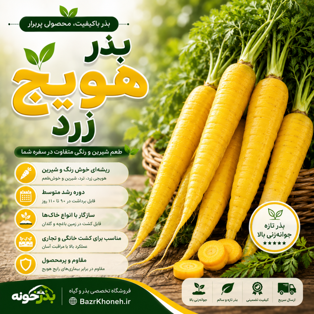 بذر هویج زرد — تصویر ۲