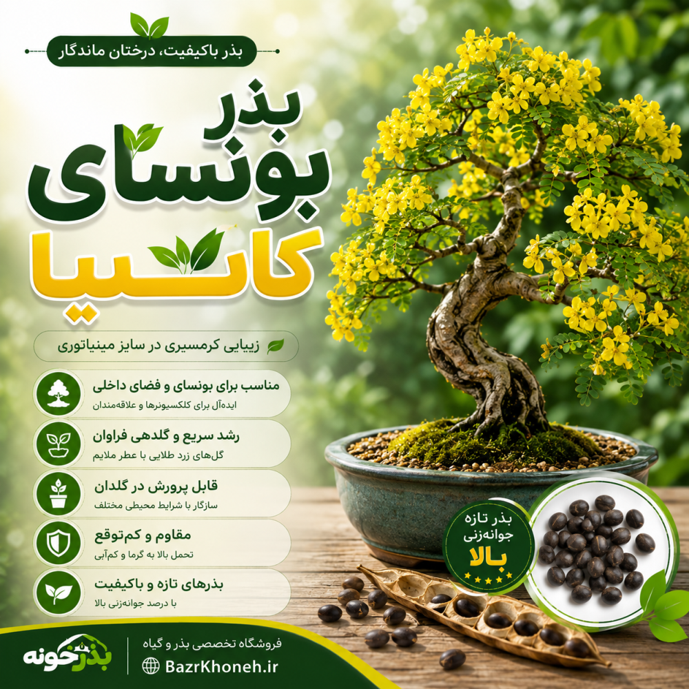 بذر بونسای کاسیا - سنا — تصویر ۲