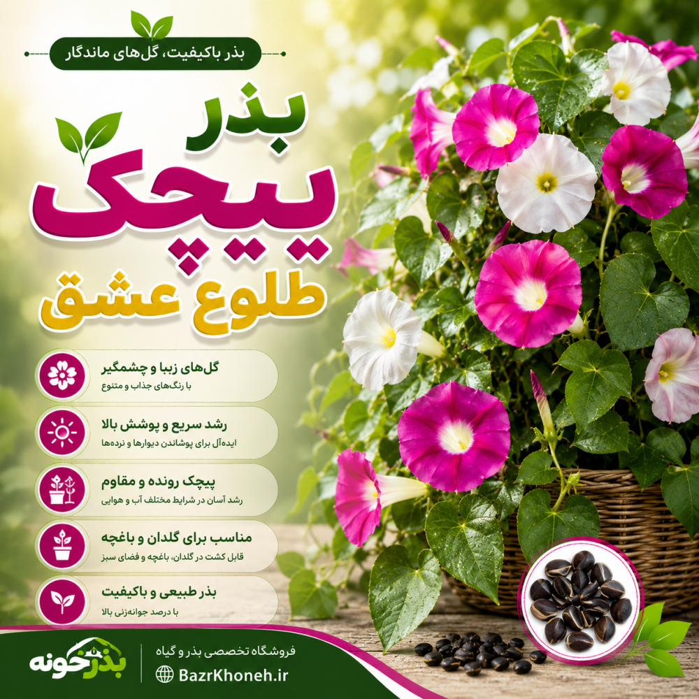 بذر پیچک طلوع عشق کمیاب — تصویر ۳
