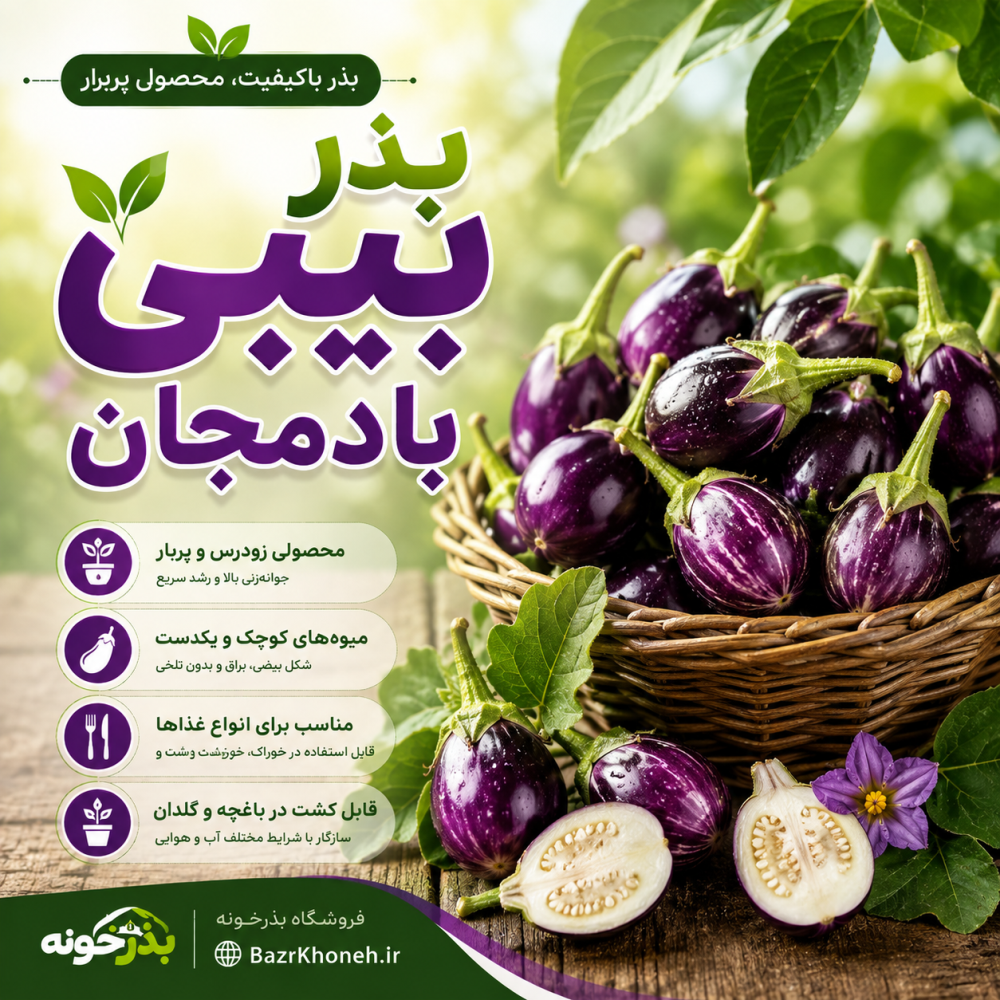 بذر بیبی بادمجان — تصویر ۲