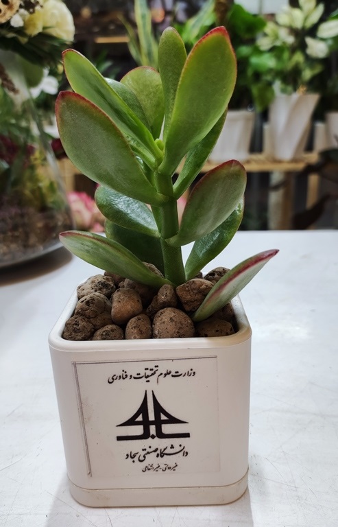گیفت میکا 7.5-104 و یشم ( به سفارش دانشگاه سجاد مشهد) — تصویر ۲