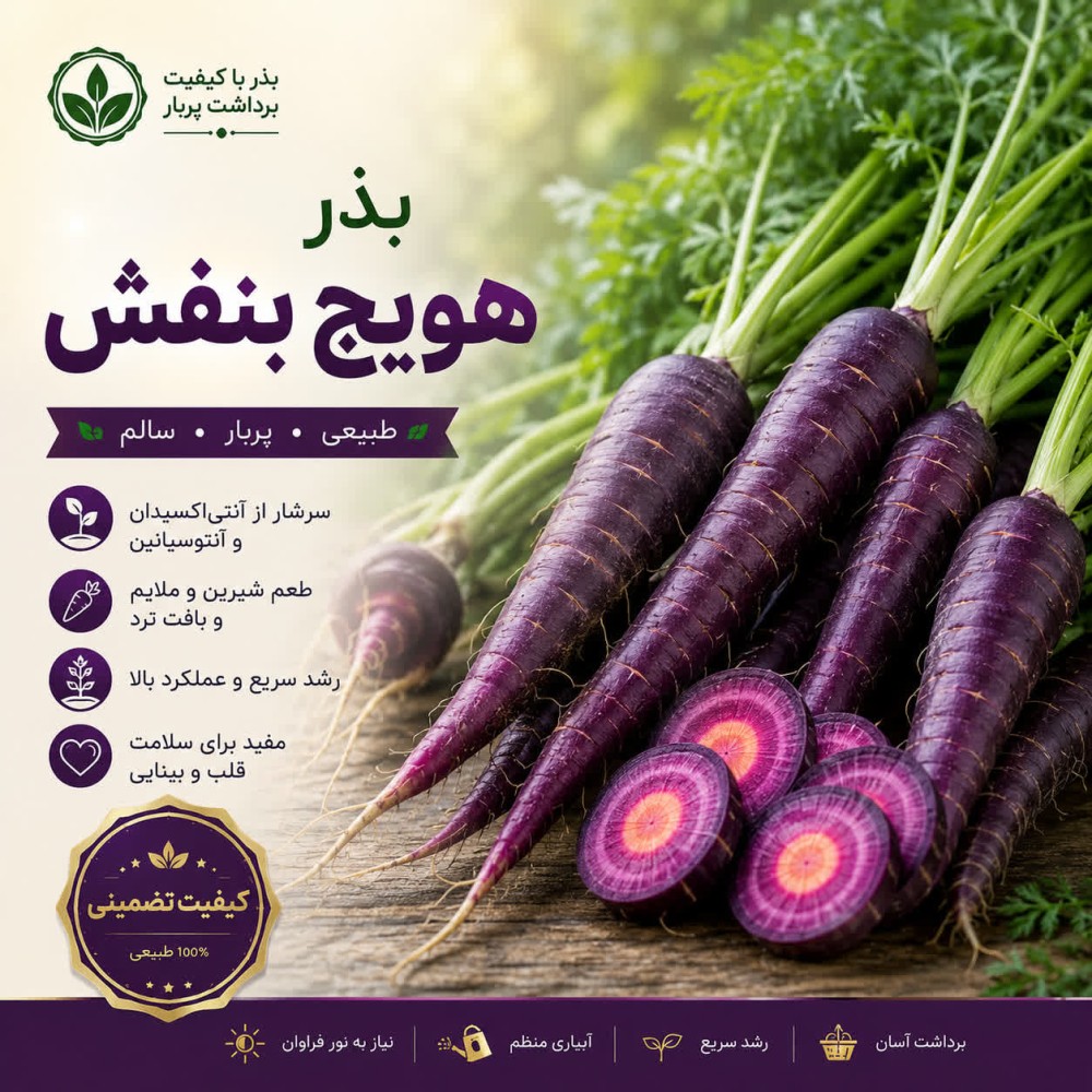 بذر هویج بنفش — تصویر ۲