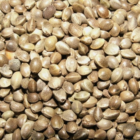 روغن شاهدانه — تصویر ۳