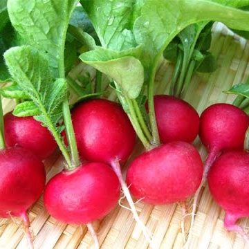 تخم ترب — تصویر ۴