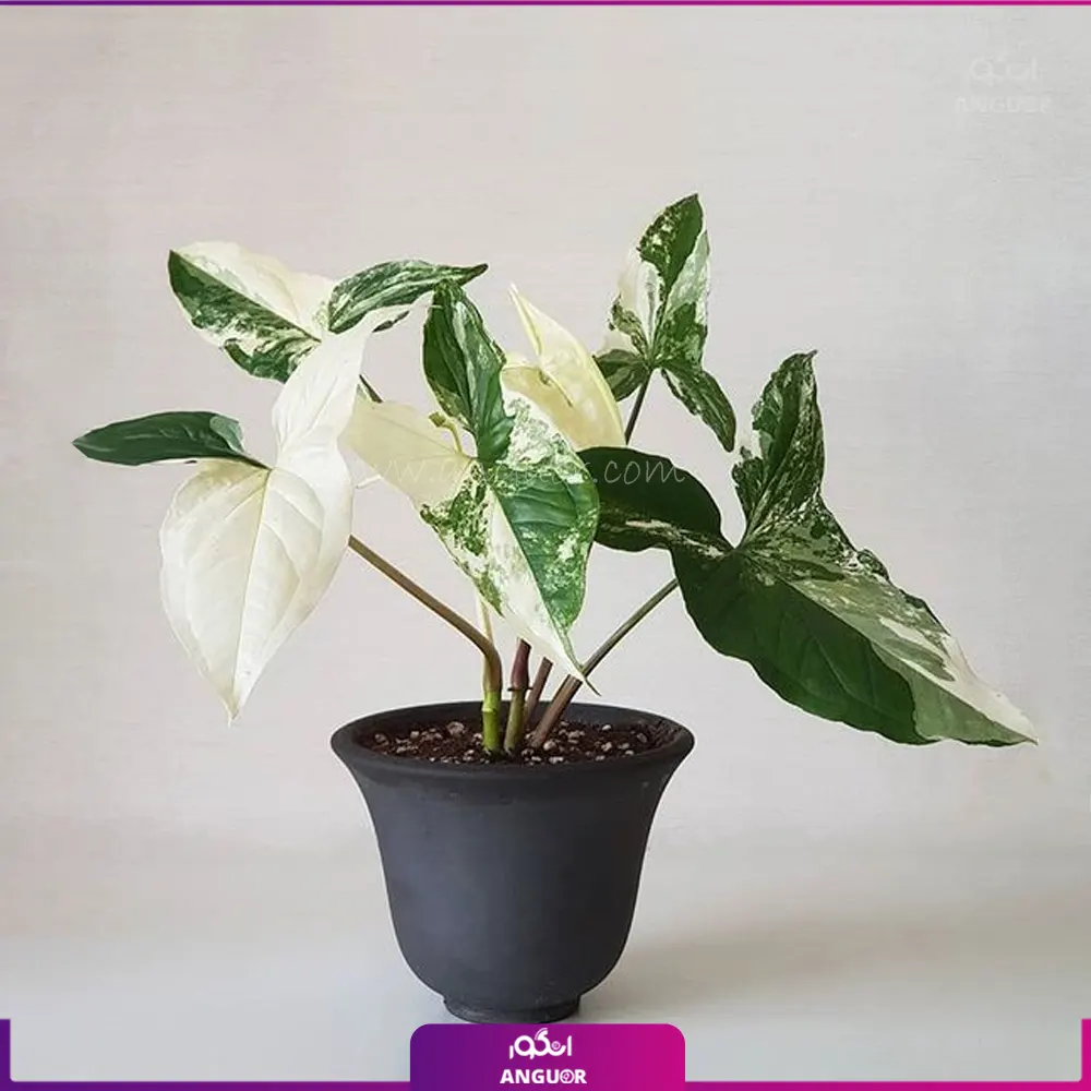 سینگونیوم ابلق زمردی