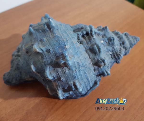 حلزون دریایی دکوری — تصویر ۳