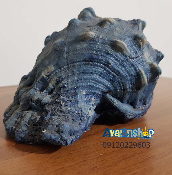 حلزون دریایی دکوری