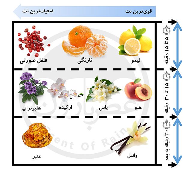 عطر بدن زنانه شون سانرایز کیس حجم 220 میلی‌لیتر — تصویر ۳