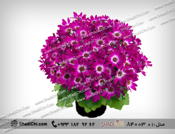 گل سینره برای عید
