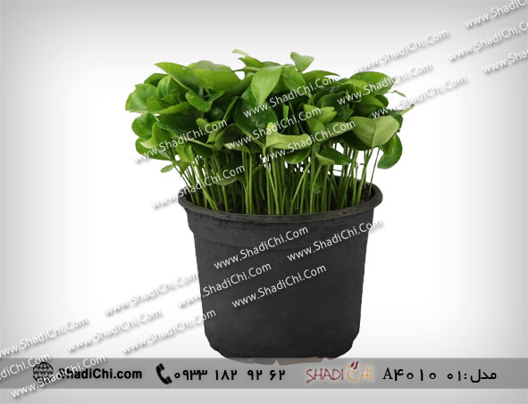 گلدان سبزه نارنج برای سال نو