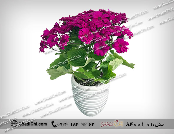 گلدان سینره برای عید