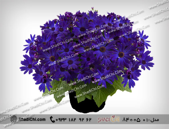 گلدان سینره برای سال نو