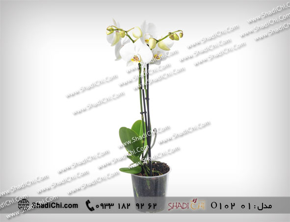 گلدان ارکیده سفید