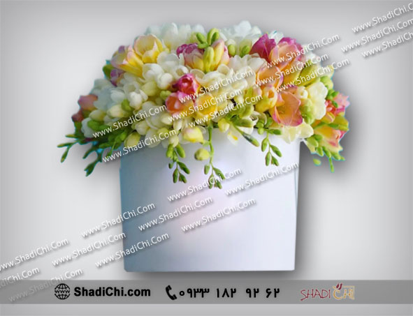 باکس گل فرزیا