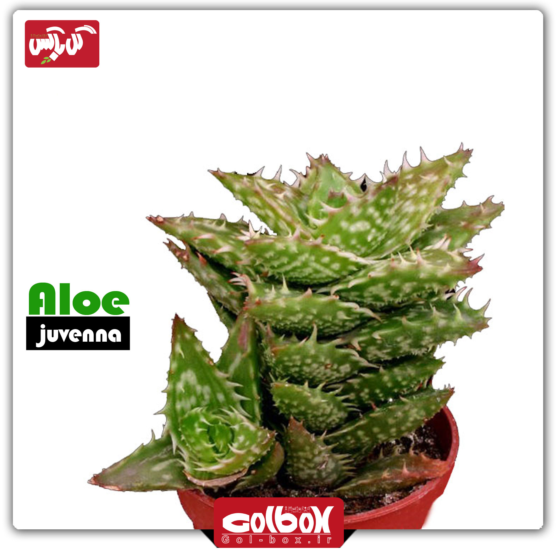 گل آلوئه جوونا Aloe juvenna