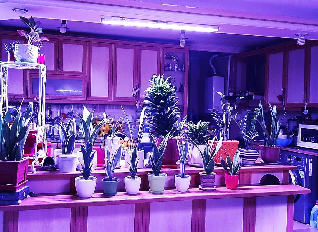 وال واشر LED رشد گیاه ۲۴ وات ~ ۷۲wl فول اسپکتروم — تصویر ۳