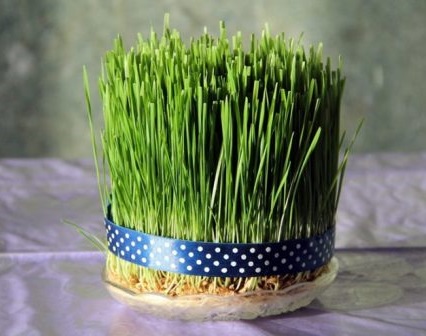 سبزه عید نوروز — تصویر ۳