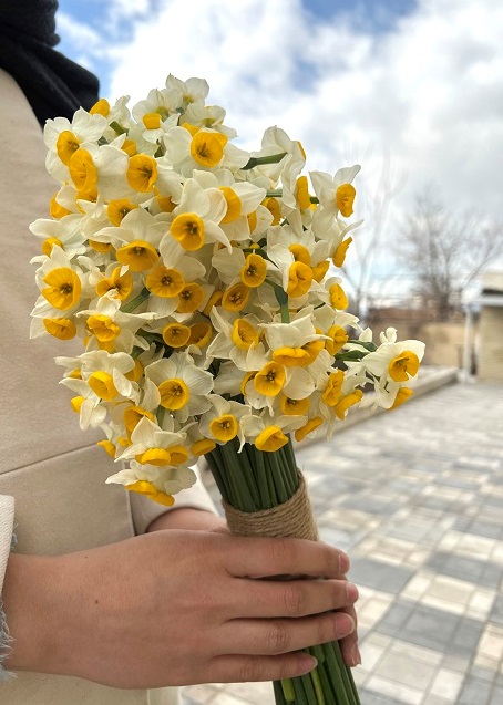 دسته 100 تایی نرگس با تزیین کنف_کد 0006
