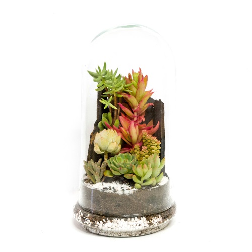 تراریوم فلکسی 30*15 — تصویر ۲