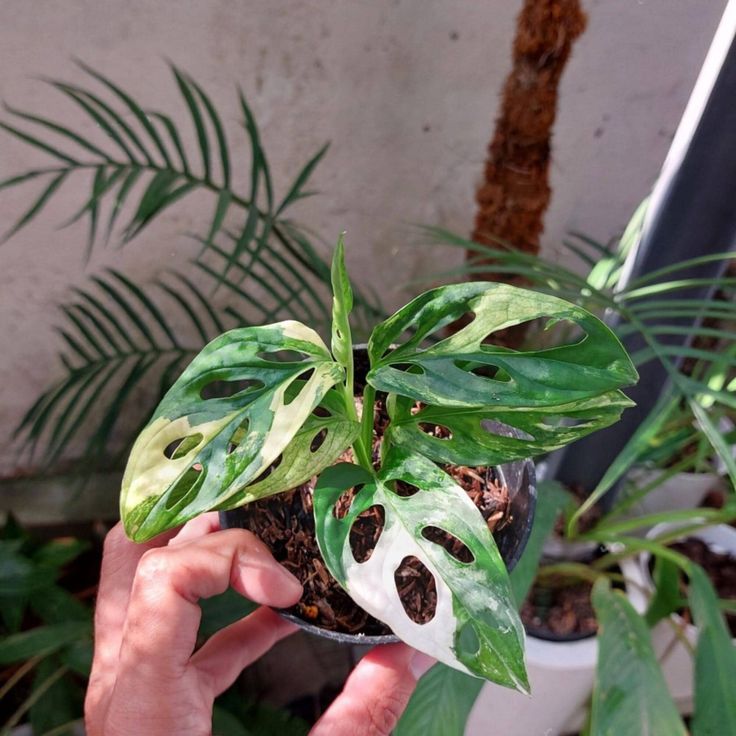 پتوس حصیری ابلق (وارداتی) — تصویر ۳