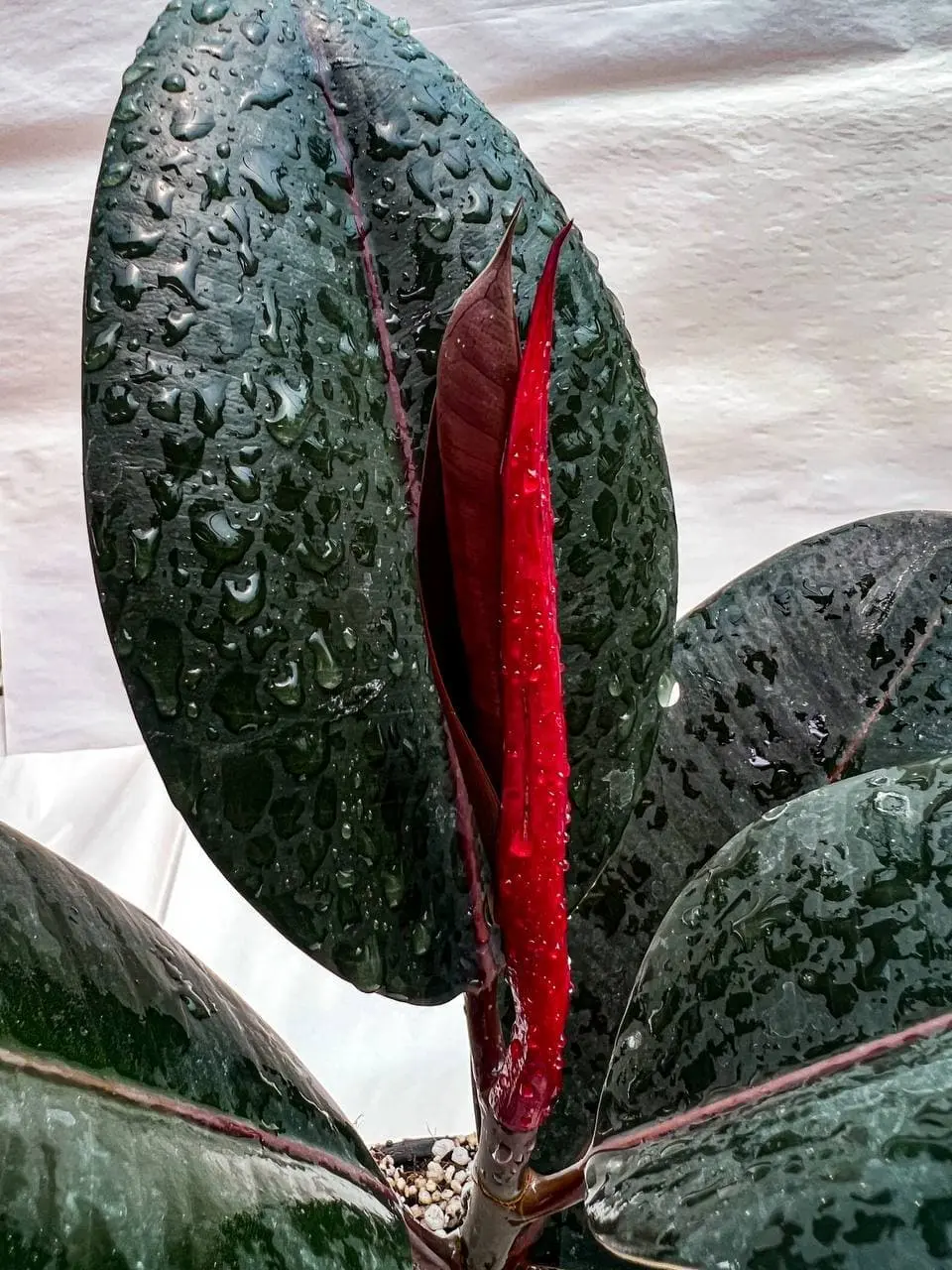 فیکوس سوپر بلک (رومیزی) — تصویر ۵