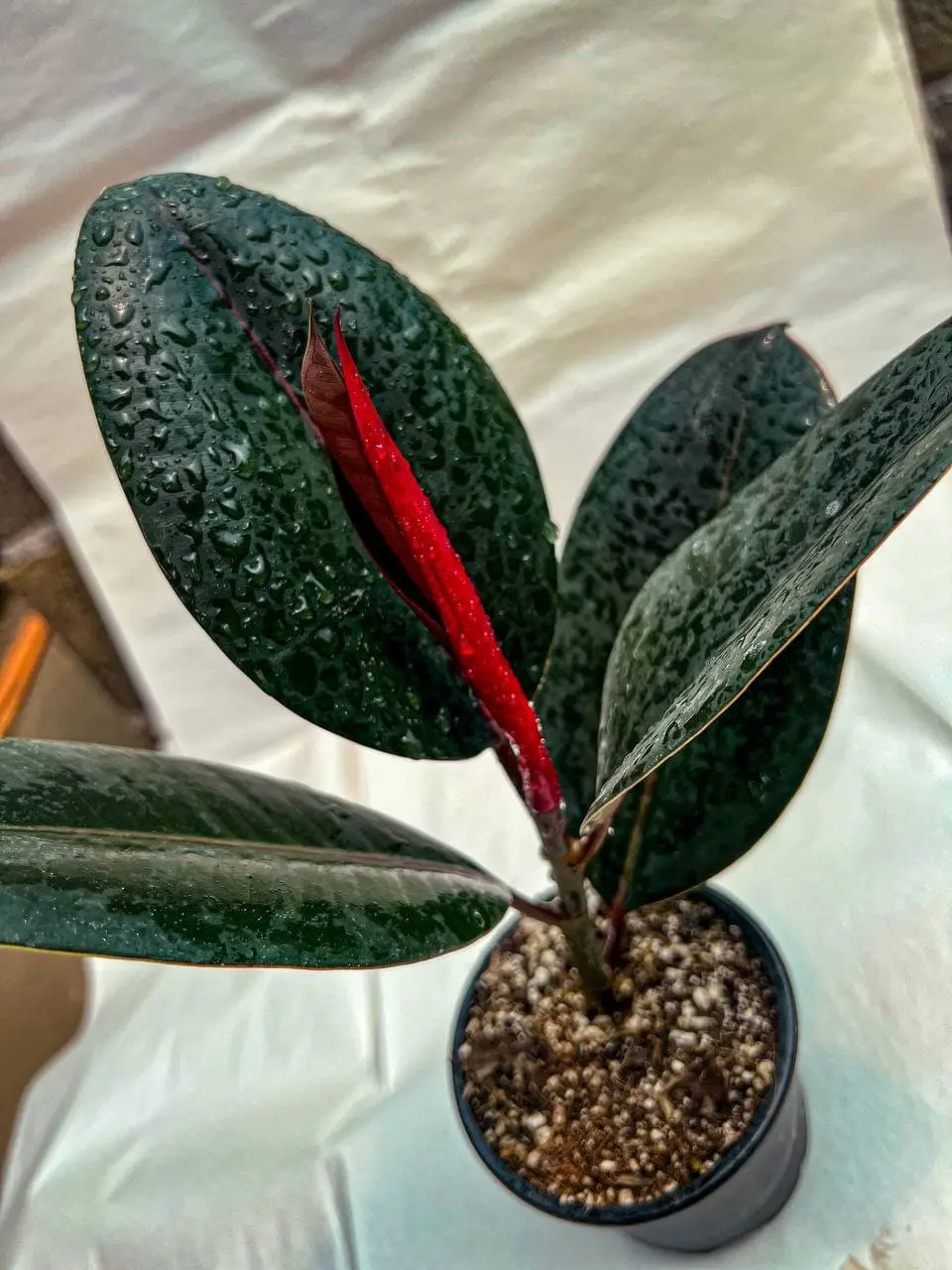 فیکوس سوپر بلک (رومیزی) — تصویر ۴