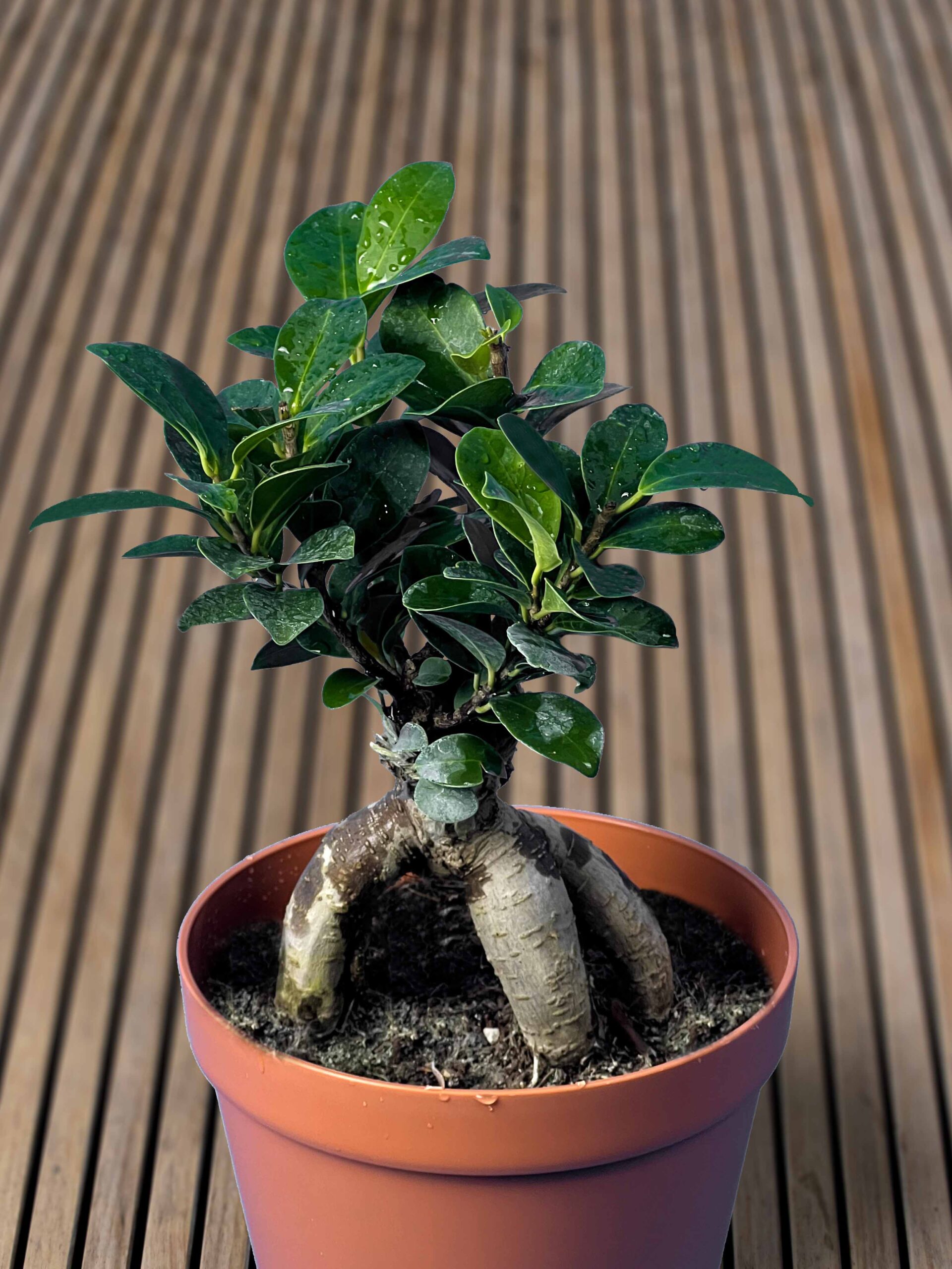 بونسای جنسینگ پیوندی — تصویر ۳