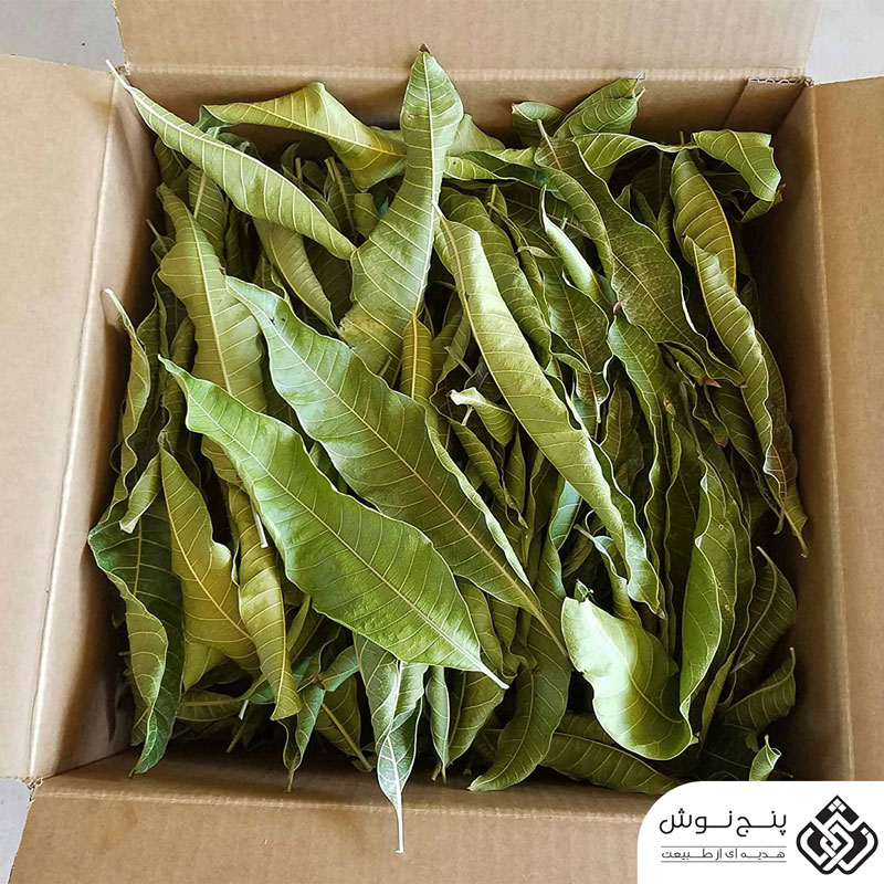 برگ انبه خشک 50گرمی — تصویر ۳