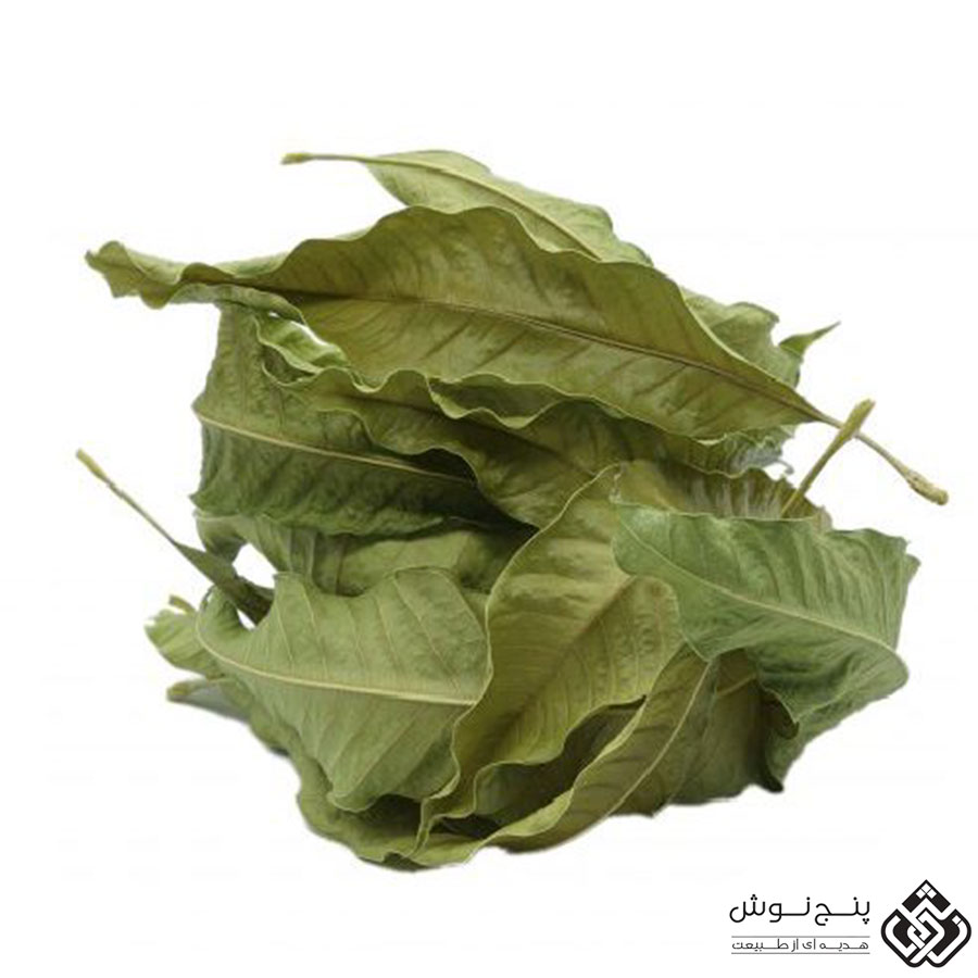 برگ انبه خشک 50گرمی — تصویر ۲