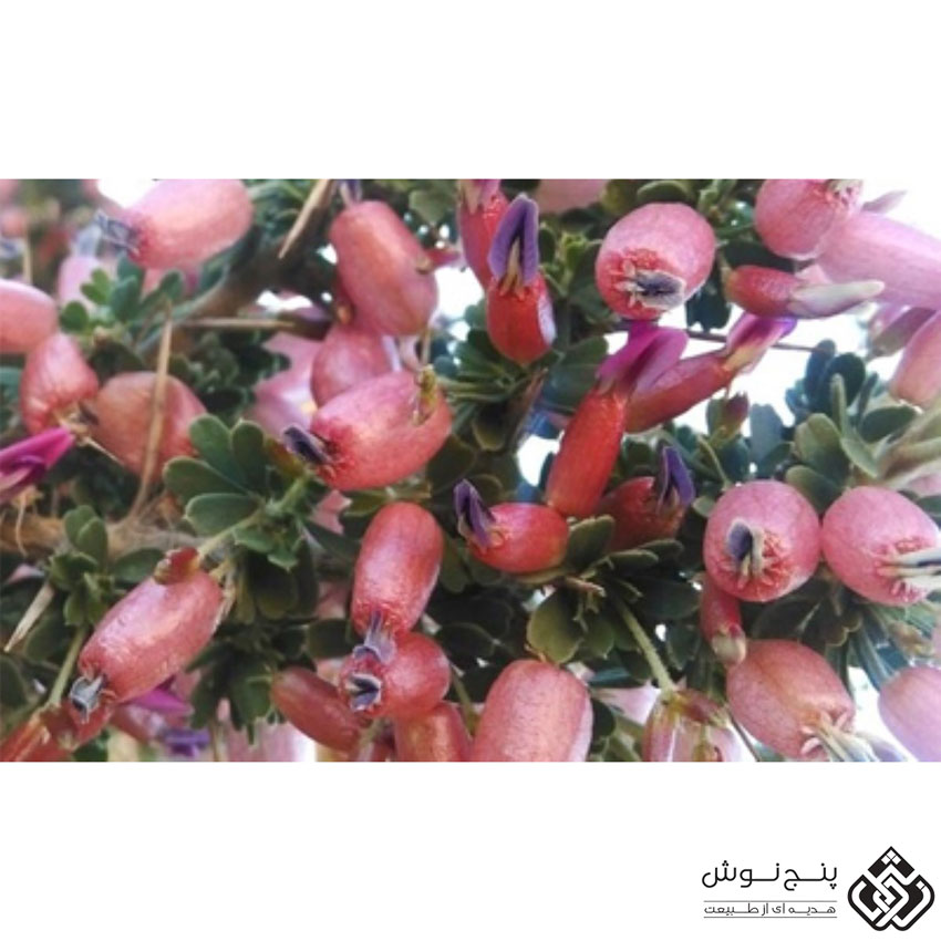 انزروت (تقویت پوست و دستگاه گوارش ، درمان زود انزالی) 50گرمی — تصویر ۴