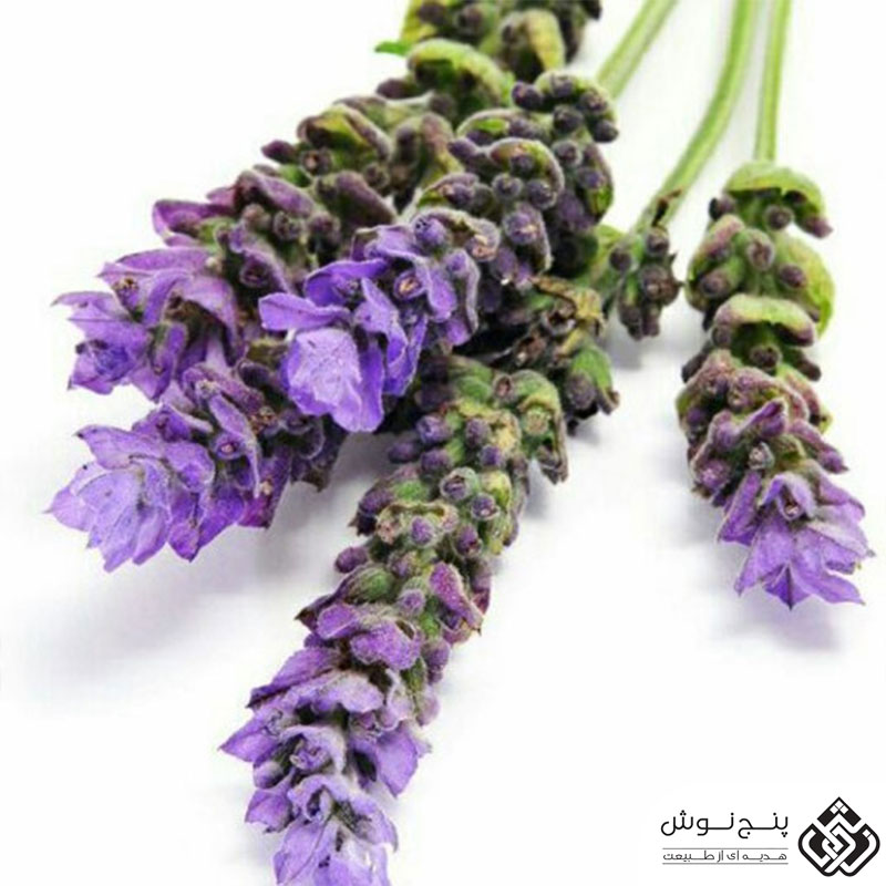 لوندر یا اسطوخودوس ایتالیایی (آرامش بخش و درمان کننده آرتروز) 50گرمی — تصویر ۳