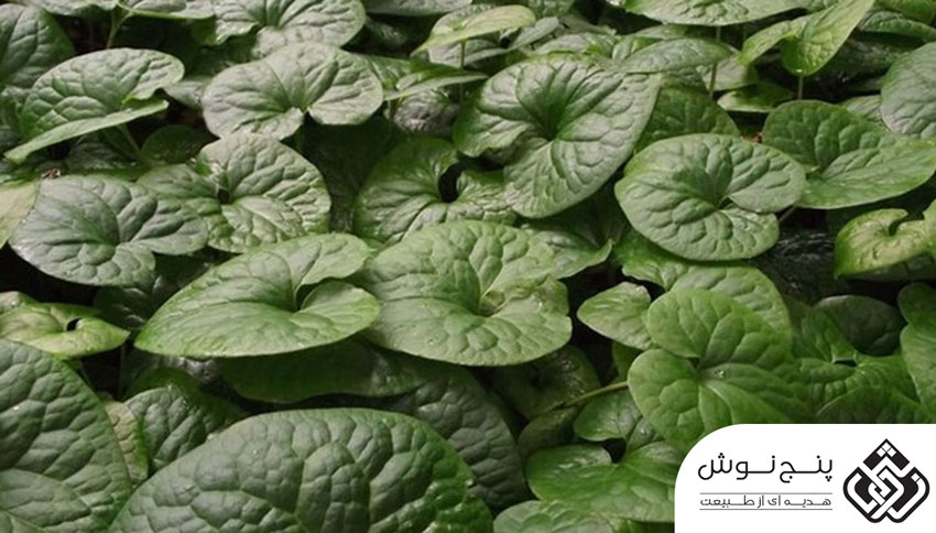 اسارون (درمان سنگ کلیه و قطع قاعدگی) 50گرمی — تصویر ۴