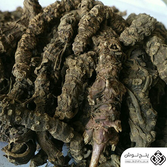 اسارون (درمان سنگ کلیه و قطع قاعدگی) 50گرمی — تصویر ۳