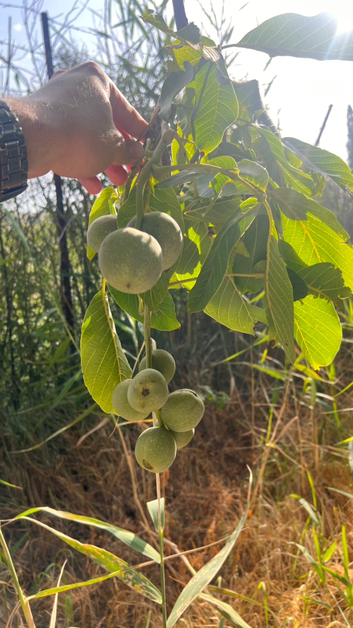 نهال گردو کوپه کانادایی — تصویر ۵