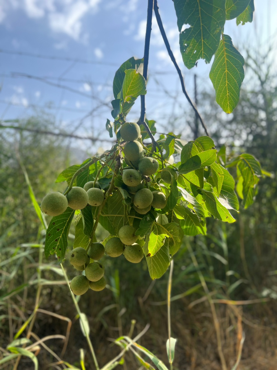 نهال گردو کوپه کانادایی — تصویر ۳