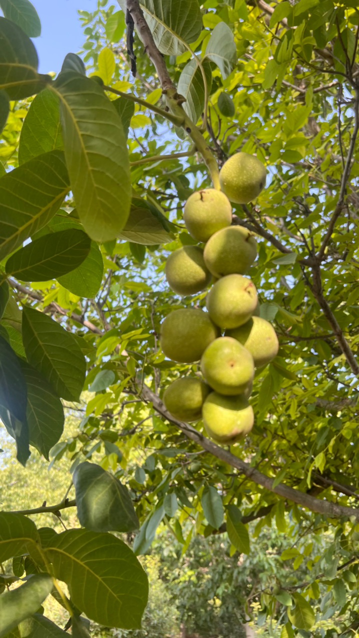 نهال گردو کوپه کانادایی