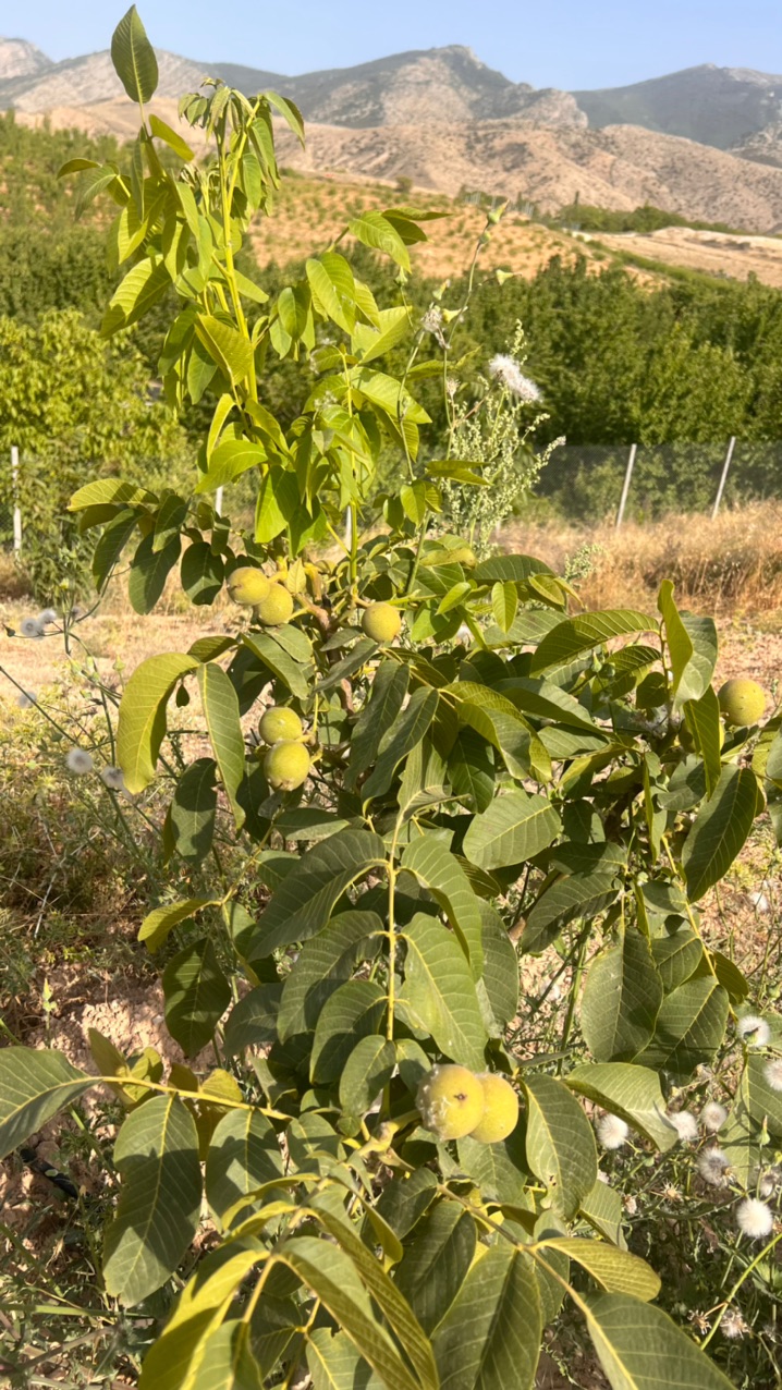 نهال گردو کانادایی